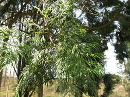 Image of Taiwan Incense-Cedar