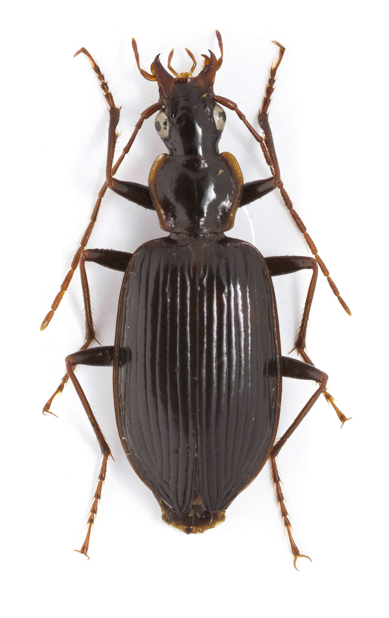 Image de Platynus (Platynus) tenuicollis (Le Conte 1846)