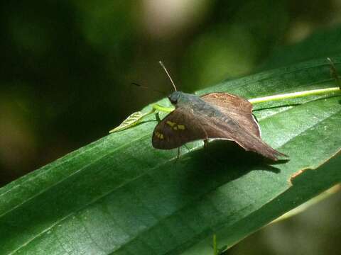 Image of Ectomis caunus