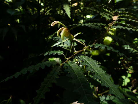 Image of Burmeistera pterifolia