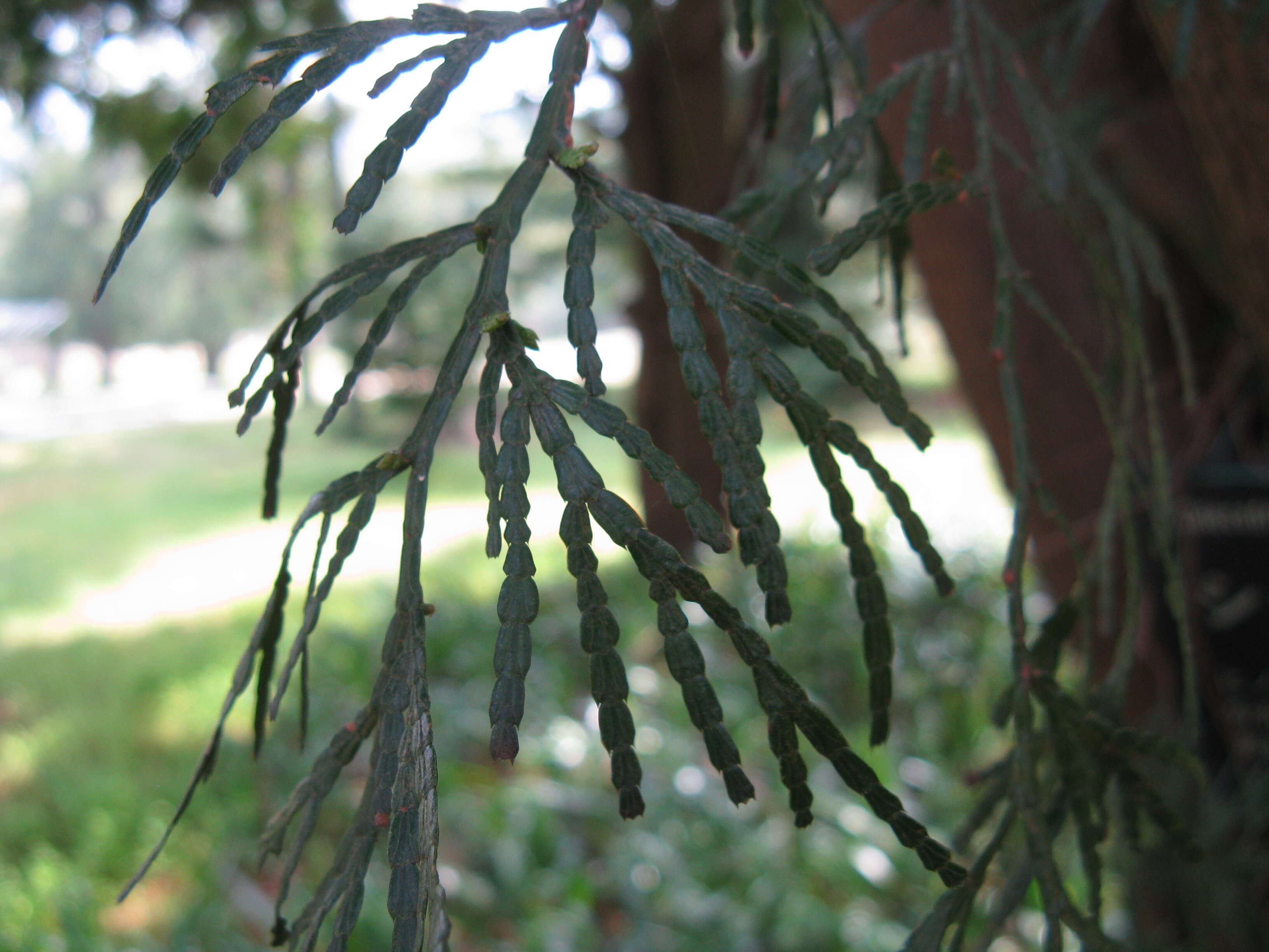 Image of Taiwan Incense-Cedar