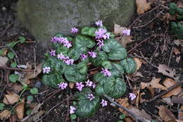 Image of Cyclamen coum Miller