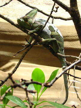 Image of Cone-head Chameleon