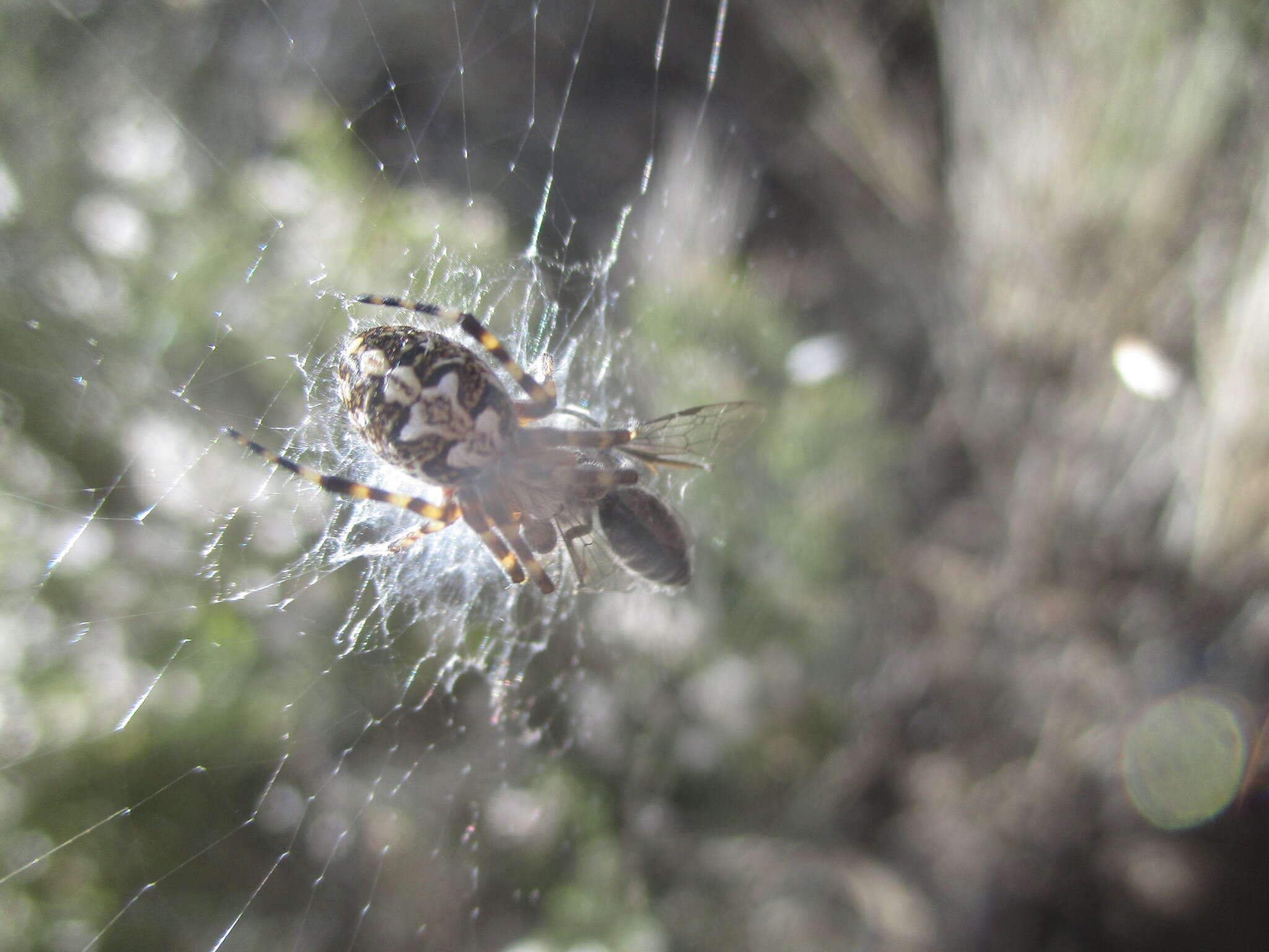 Image of Araneus annulipes (Lucas 1838)