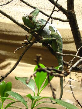 Image of Cone-head Chameleon