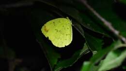 Image of <i>Eurema blanda arsakia</i>