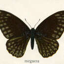 Image of Graphium megaera (Staudinger 1888)