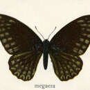 صورة Graphium megaera (Staudinger 1888)