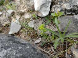 Image of wedgeleaf spurge