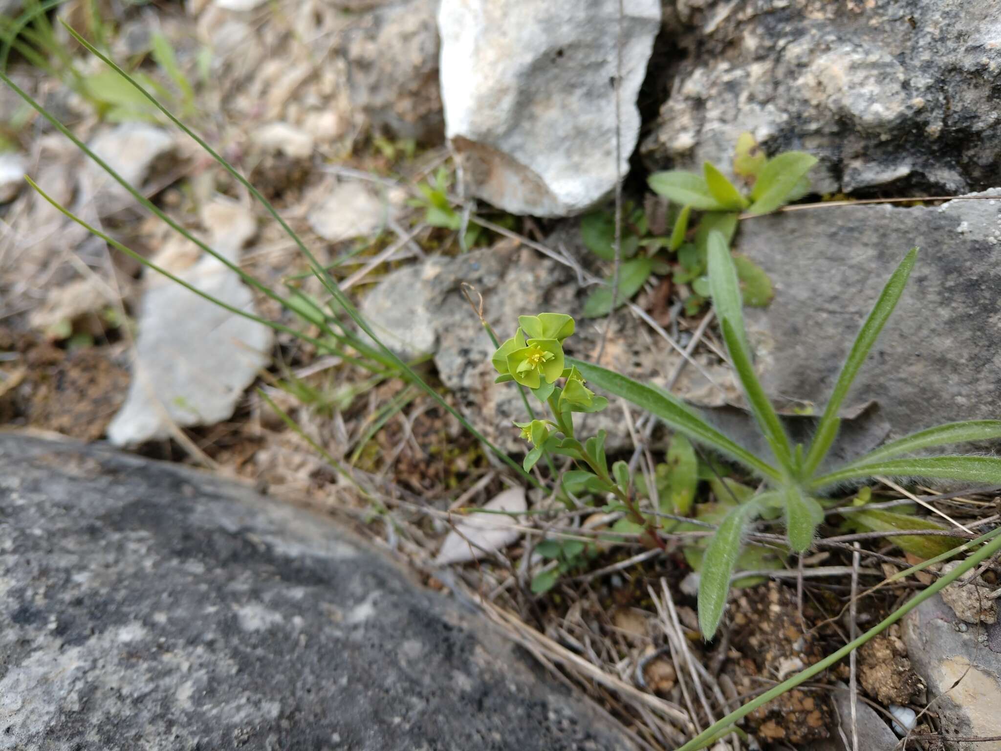 Euphorbia longicruris Scheele resmi