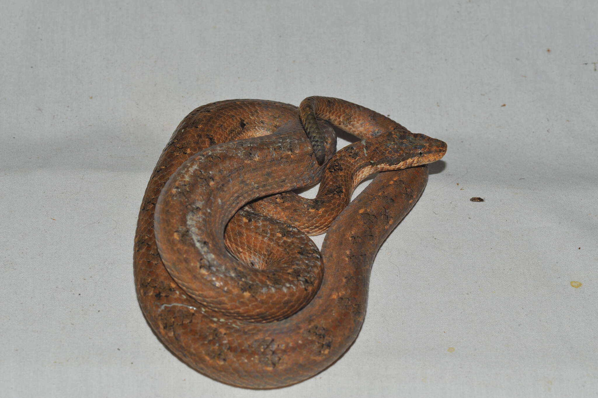 Tropidophis melanurus (Schlegel 1837) resmi