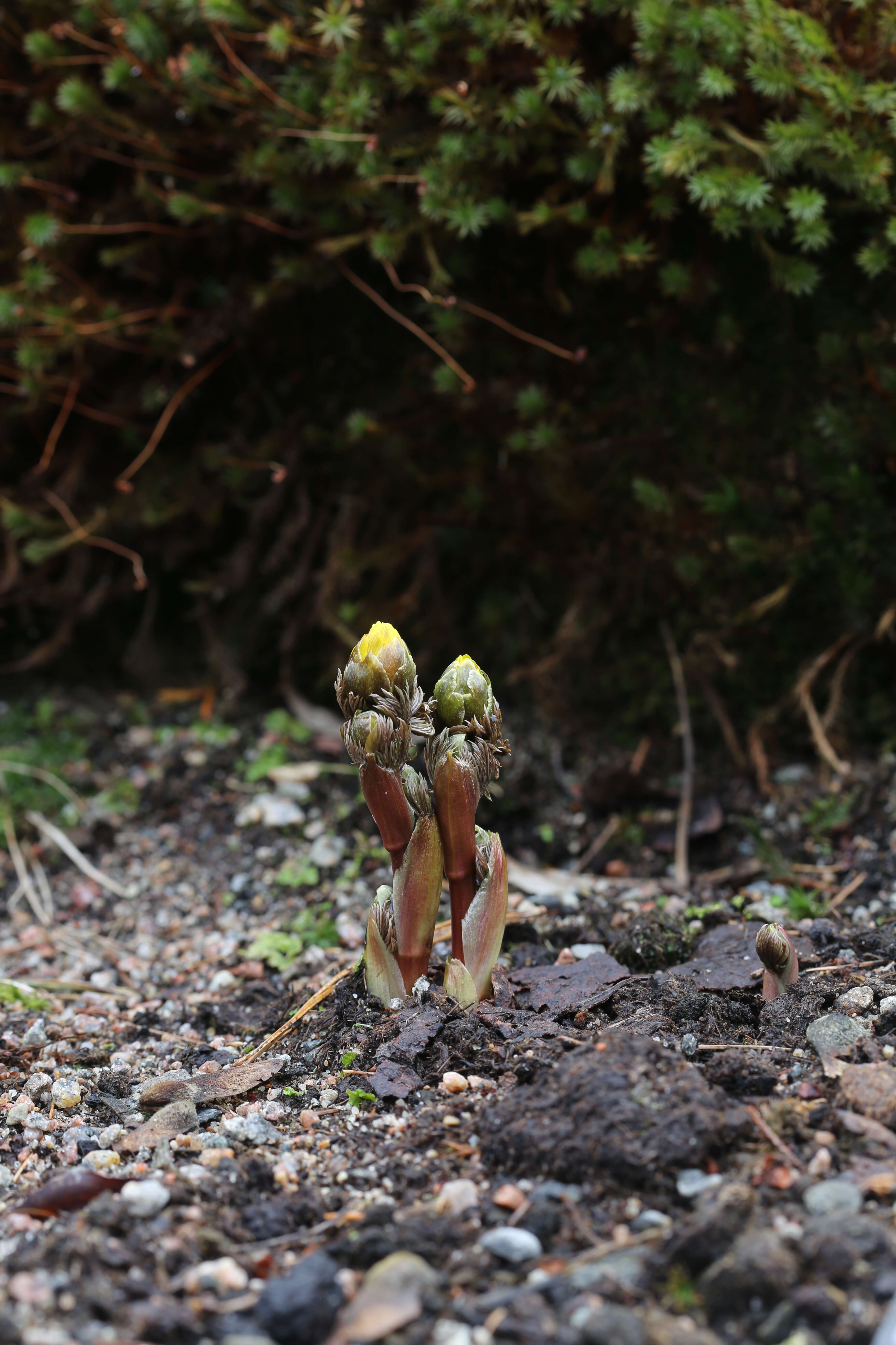 Image of Amur adonis