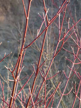 Imagem de Cornus sanguinea L.