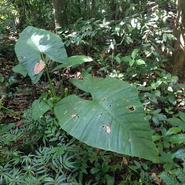 Image of Alocasia zebrina Schott ex Van Houtte