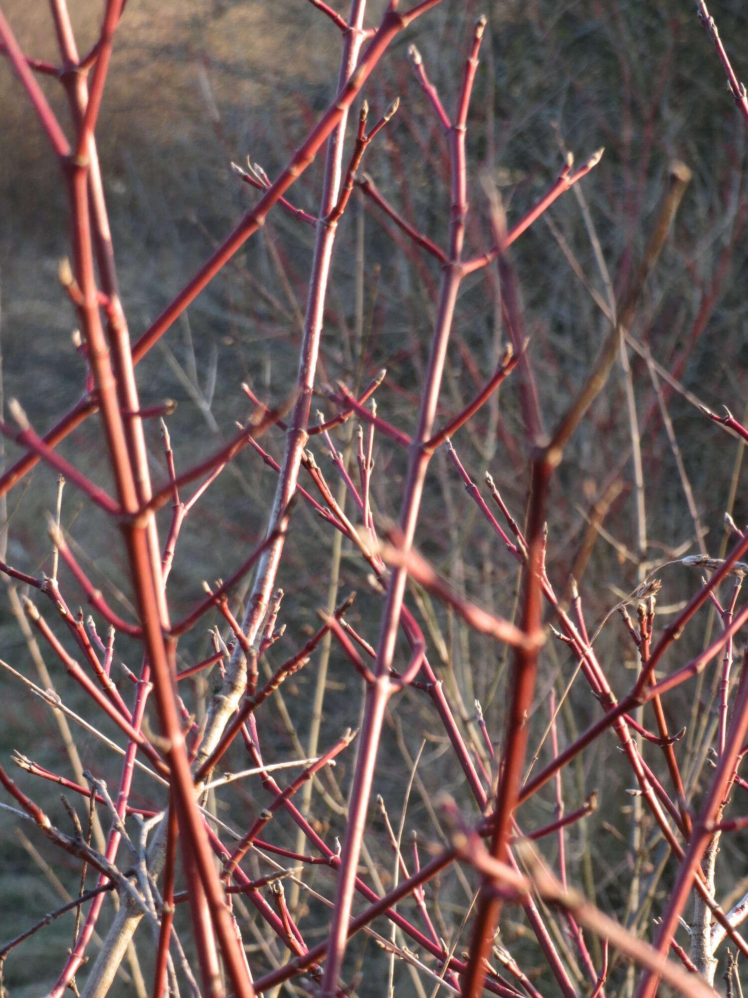 Image of bloodtwig dogwood