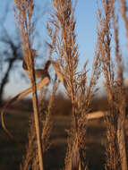 Imagem de Calamagrostis epigejos (L.) Roth