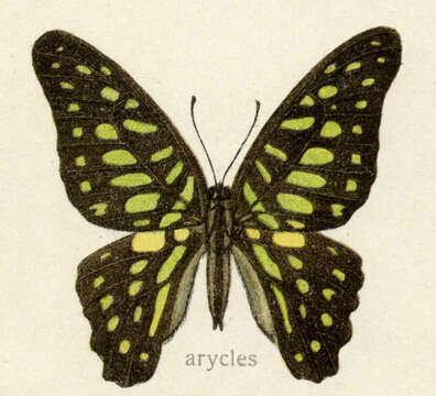 Image de Graphium arycles (Boisduval 1836)