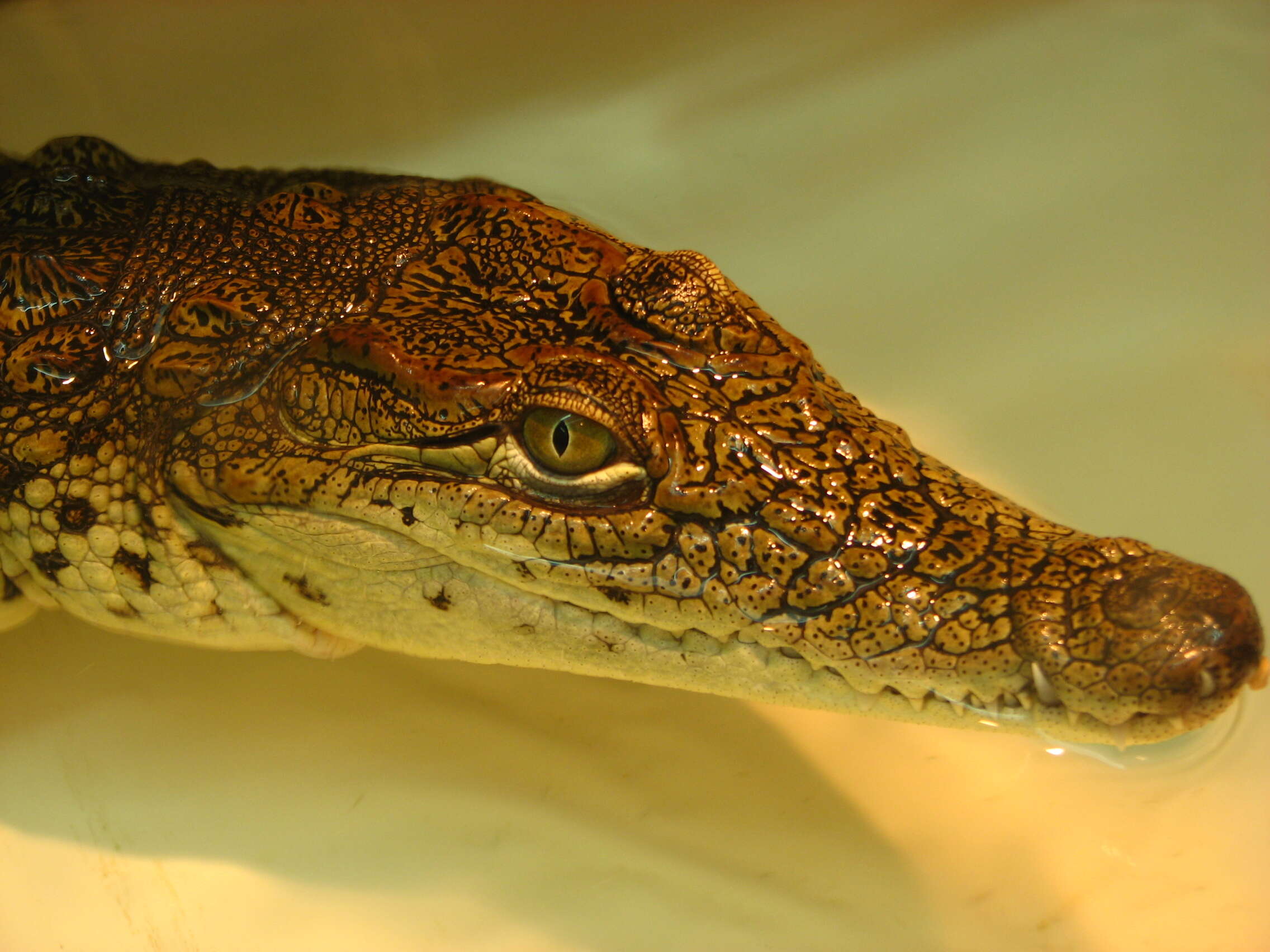 Image of Nile crocodile