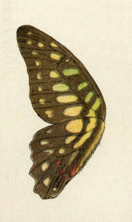 Image de Graphium arycles (Boisduval 1836)