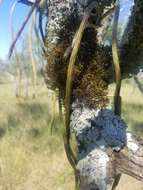 Image of Lepismium lumbricoides (Lem.) Barthlott