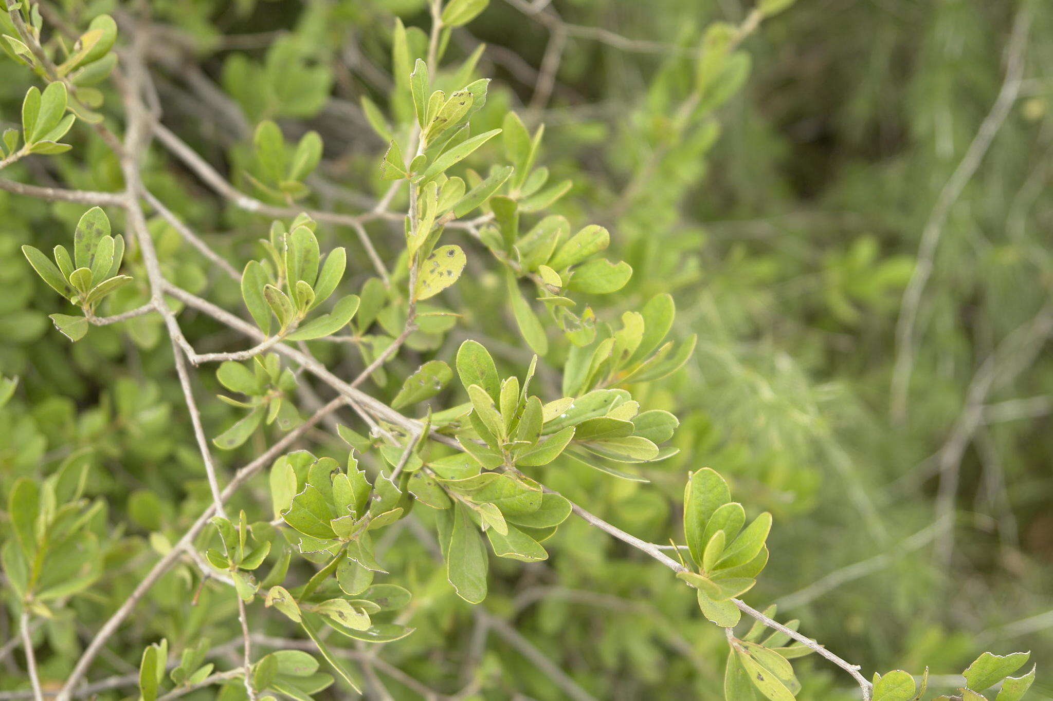 Diospyros lycioides subsp. lycioides的圖片