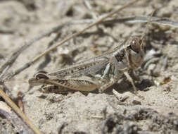 Imagem de Melanoplus infantilis Scudder & S. H. 1878