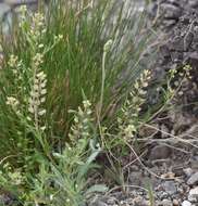 Image of Virginia pepperweed