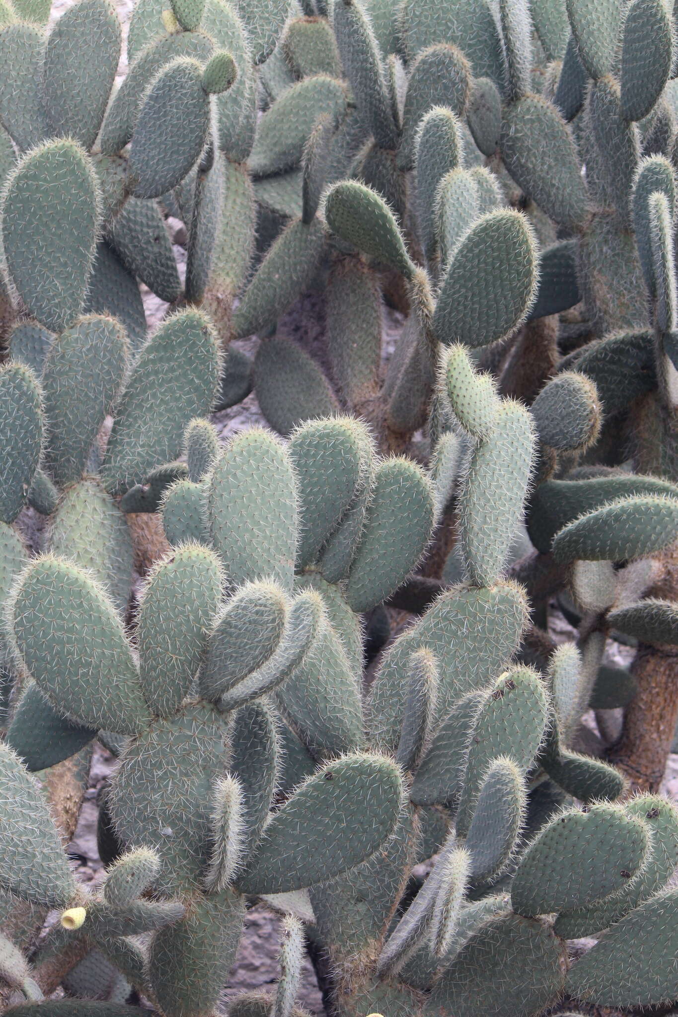 Image of Arborescent Pricklypear