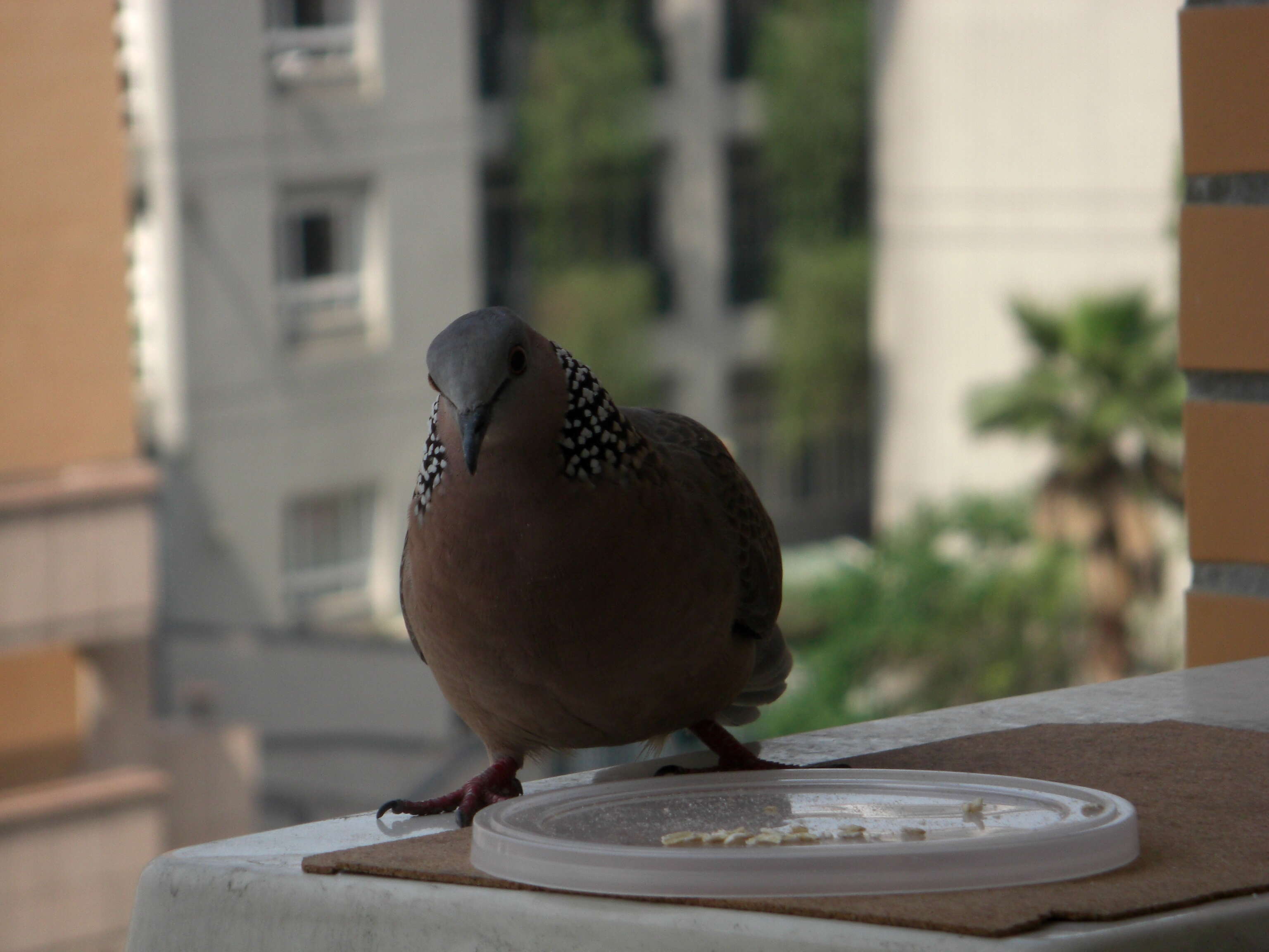 Image of Eastern Spotted Dove