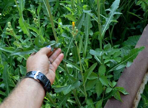 Plancia ëd Sonchus arvensis L.