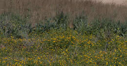 Image of field marigold