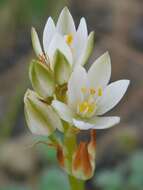 Image of Ornithogalum hispidum subsp. bergii (Schltdl.) Oberm.