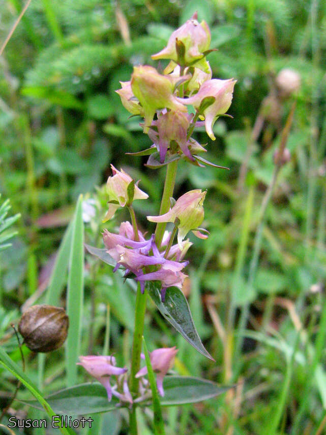 Image of American spurred gentian