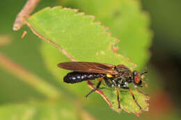 Image of Eudioctria sackeni (Williston 1883)