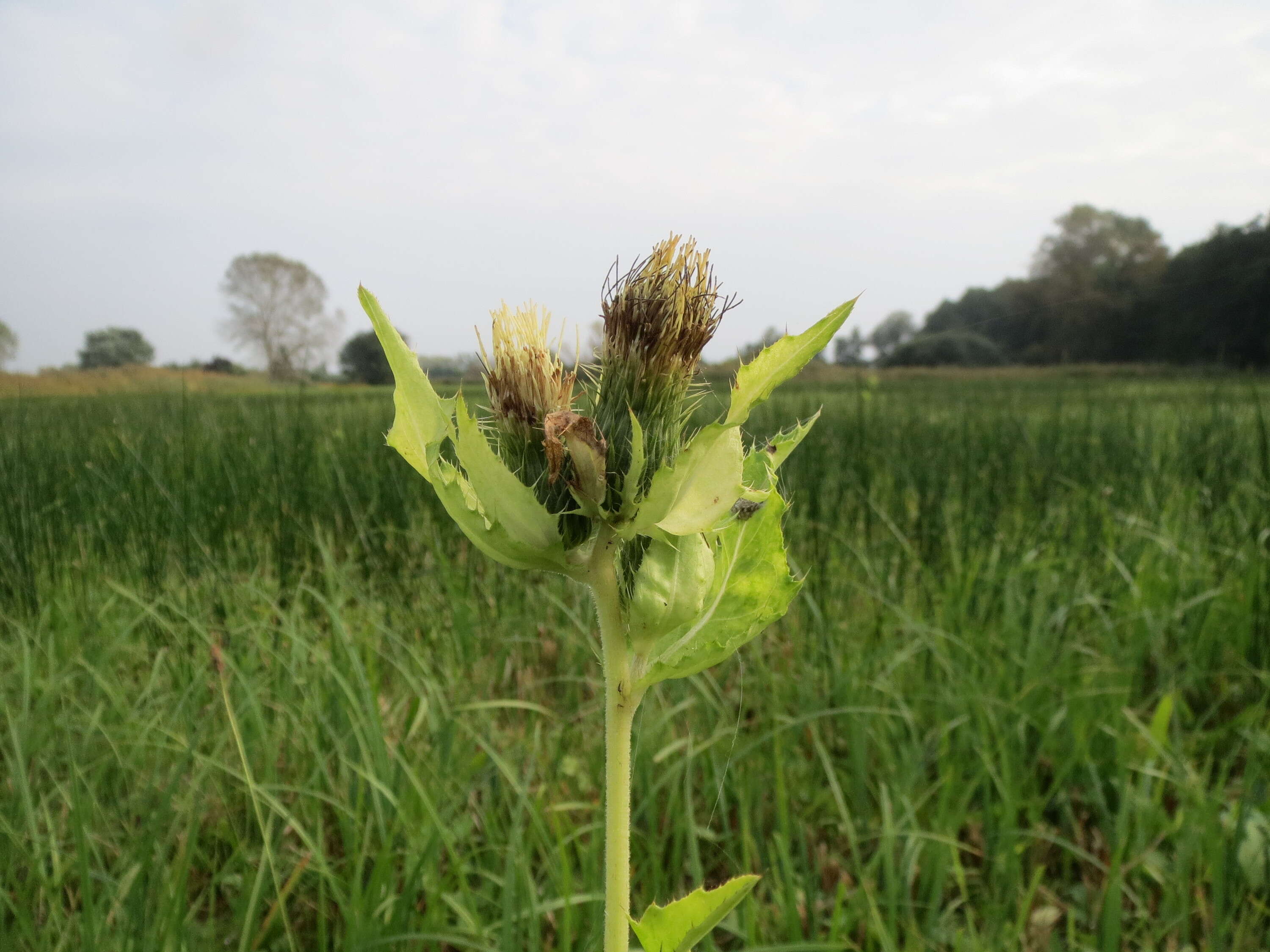 Image of Cabbage Thistle