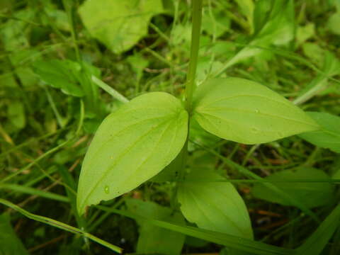 Image of American spurred gentian