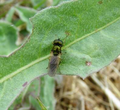 Sivun Chloromyia speciosa (Macquart 1834) kuva