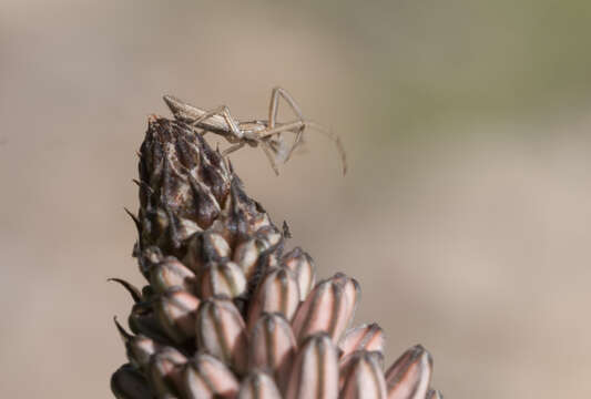 Image of Asphodelus aestivus Brot.