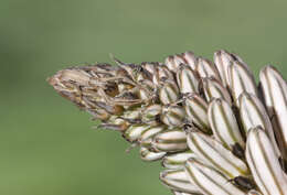 Image of Nursery-web spider