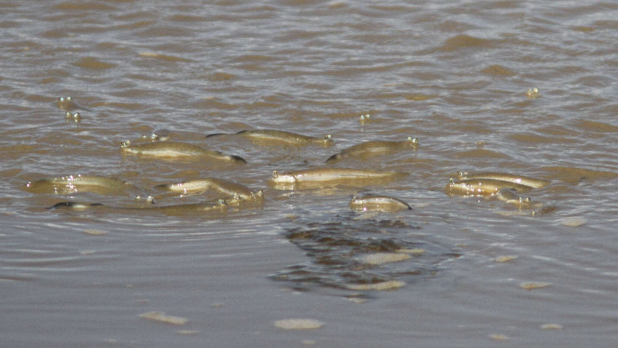 Image of four-eyed fishes