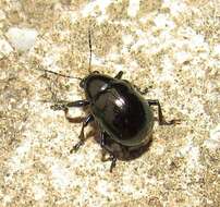 Image of Sweetpotato Leaf Beetle