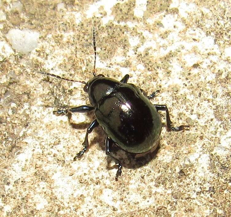 Image of Sweetpotato Leaf Beetle