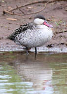 Image of Red-billed Teal