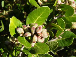 Image of lemonade sumac