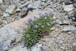 Imagem de Polemonium eddyense Stubbs