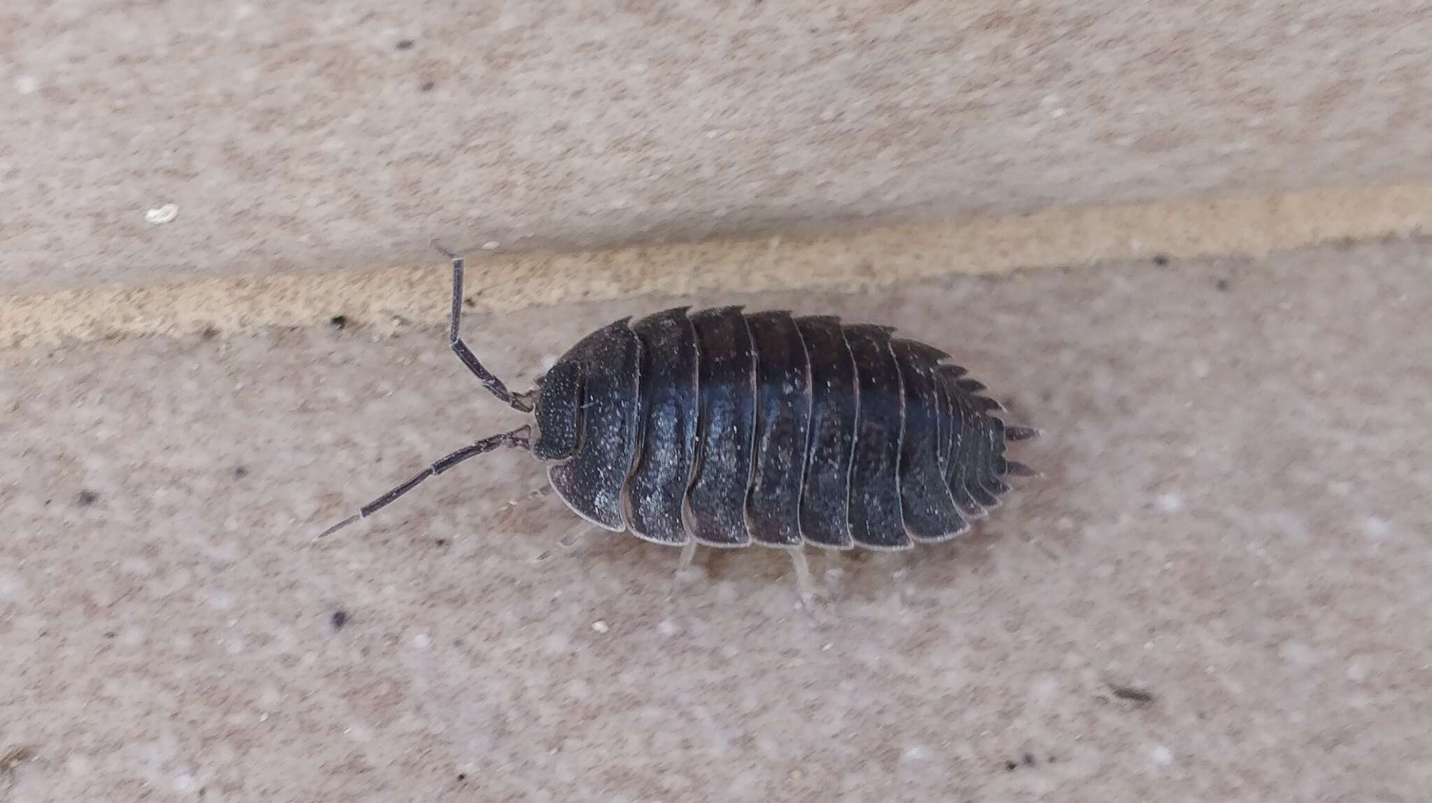 Image of Porcellio obsoletus Budde-Lund 1885