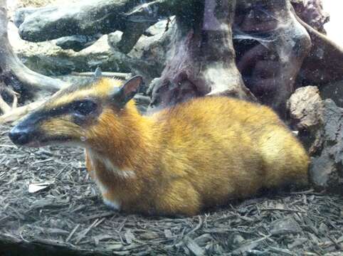 Image of Balabac Chevrotain