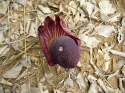 Amorphophallus aphyllus (Hook.) Hutch.的圖片