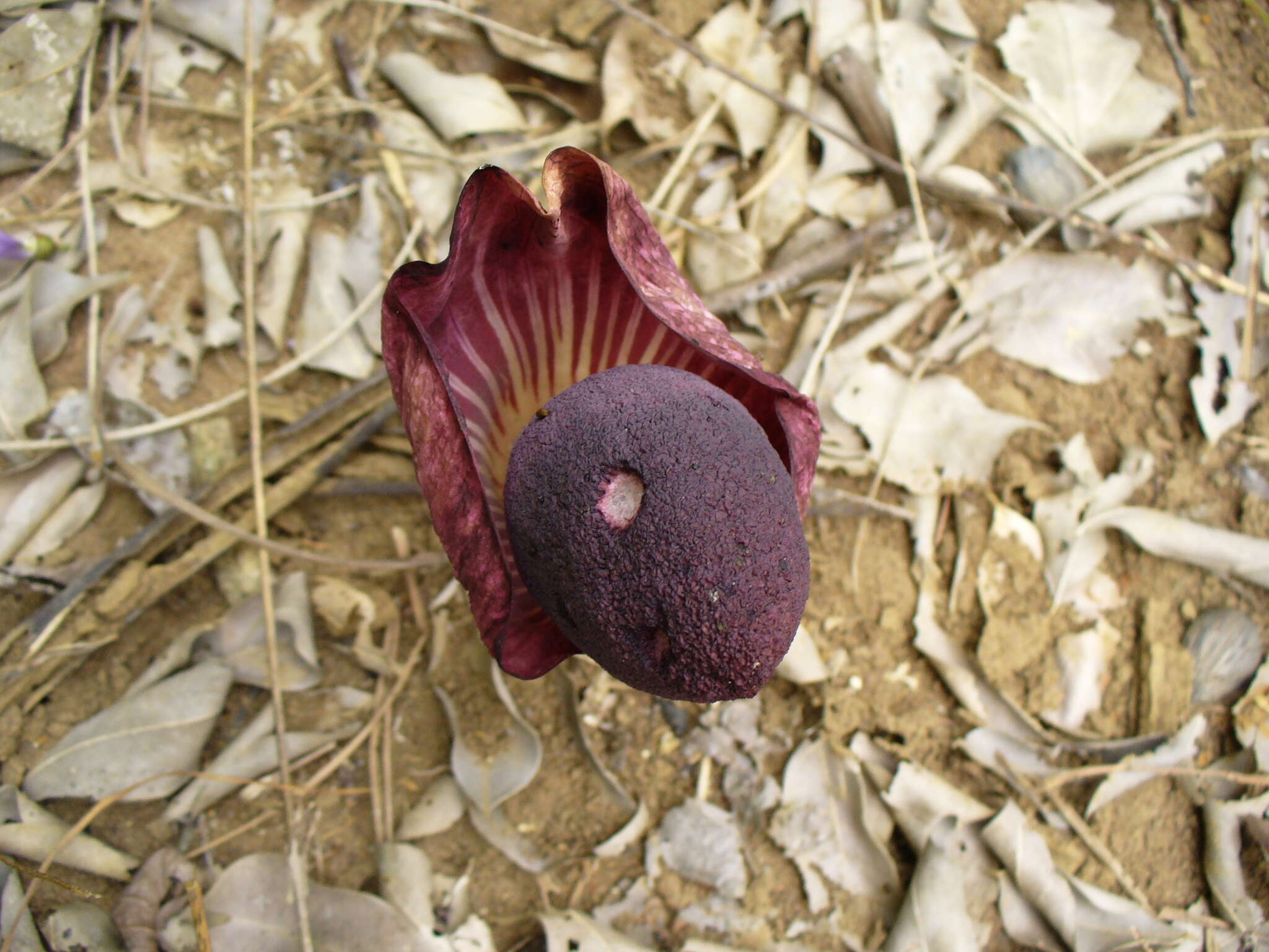 Image of Amorphophallus aphyllus (Hook.) Hutch.