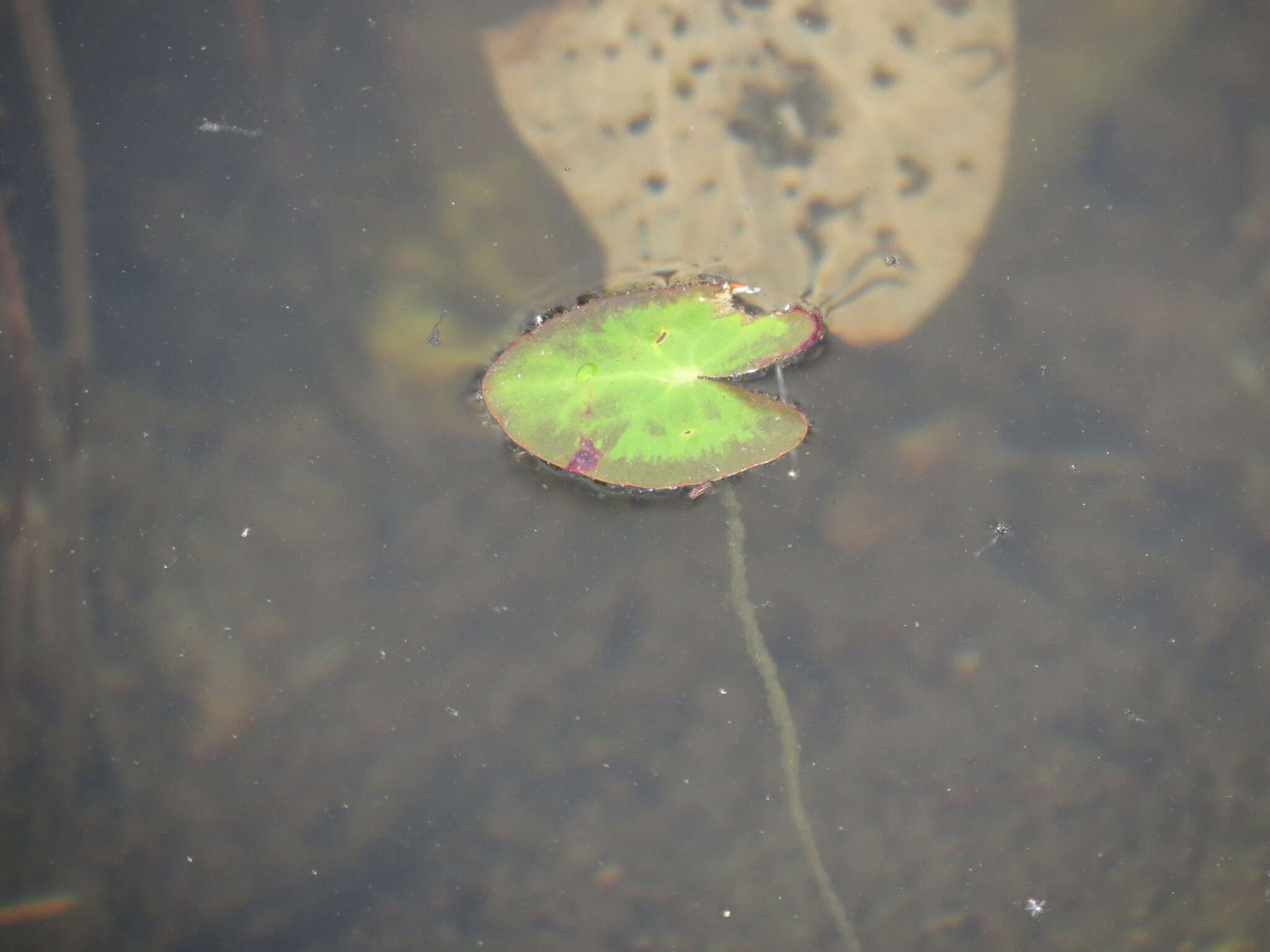 Image of Little Floatingheart